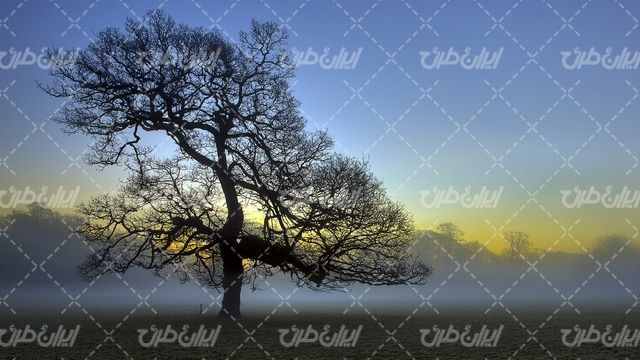 تصویر با کیفیت منظره غروب آفتاب همراه با چشم انداز زیبایی طبیعت و درخت