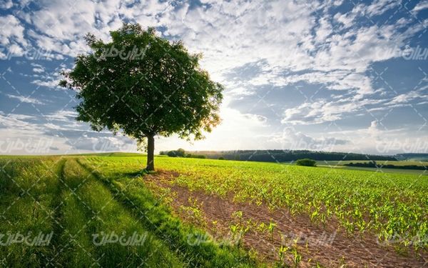 تصویر با کیفیت درخت همراه با چشم انداز زیبایی طبیعت و مزرعه