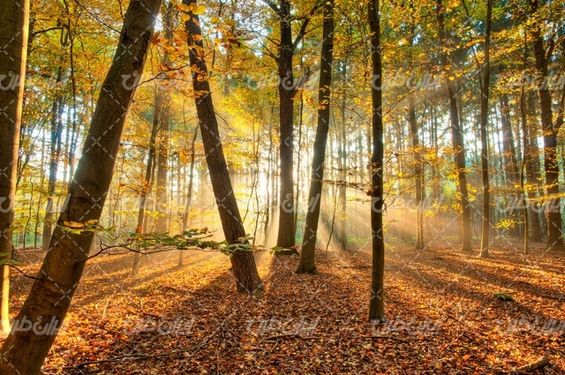 تصویر با کیفیت جنگل همراه با چشم انداز زیبایی طبیعت و فصل پاییز