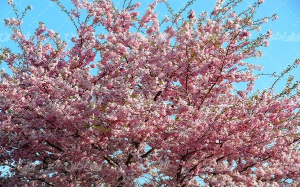 تصویر با کیفیت فصل بهار همراه با چشم انداز زیبایی طبیعت و شکوفه بهاری