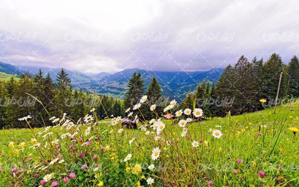 تصویر با کیفیت فصل بهار همراه با چشم انداز زیبایی طبیعت و کوه