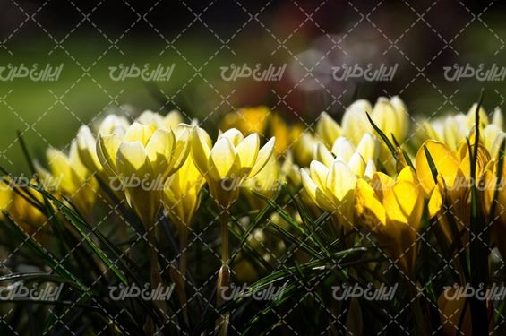 تصویر با کیفیت گل زرد همراه با منظره فصل بهار و گل بهاری