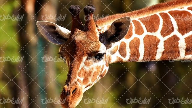 تصویر با کیفیت زرافه همراه با باغ وحش و حیات وحش