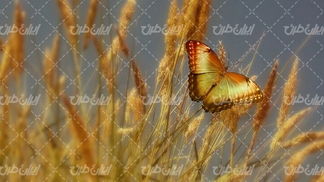 تصویر با کیفیت پروانه همراه با پروانه روی نی و پروانه زیبا