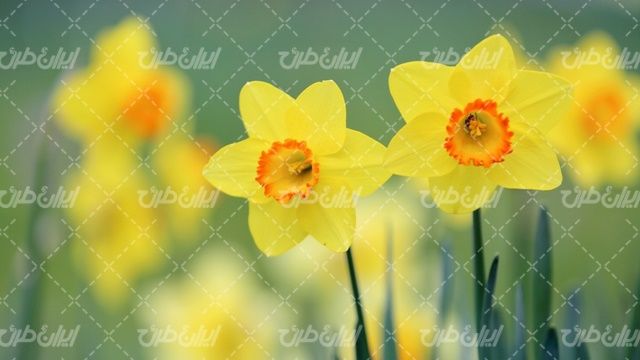 تصویر با کیفیت گل بهاری همراه با گل زیبا و گل زرد رنگ