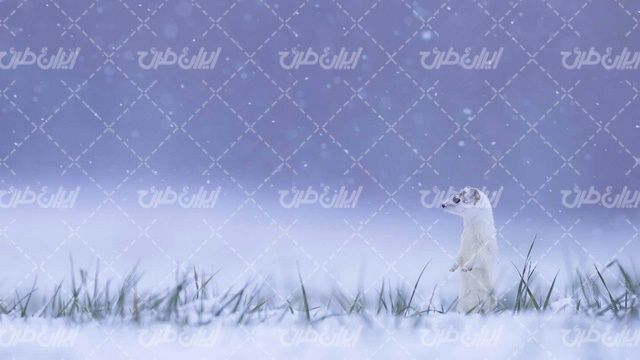 تصویر با کیفیت چشم انداز زیبای فصل زمستان همراه با برف و حیوان