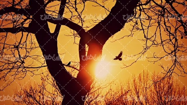 تصویر با کیفیت منظره زیبای غروب آفتاب همراه با درخت و عقاب