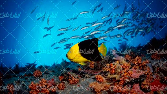 وکتور برداری آکواریوم همراه با ماهی های زیبا و منظره زیر دریا