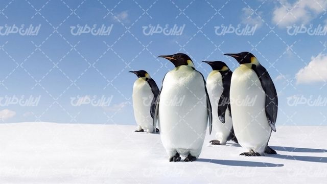 وکتور برداری پنگوئن همراه با آسمان آبی و فصل زمستان