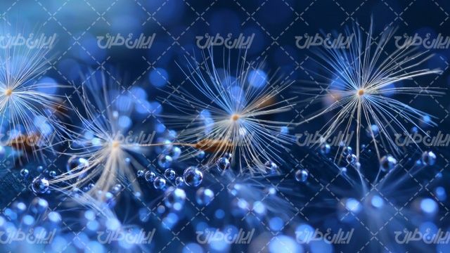 وکتور برداری قاصدک همراه با تصویر زمینه و پس زمینه