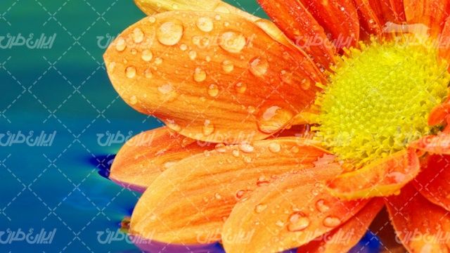 تصویر با کیفیت گل زیبا همراه با قطره شبنم و آب