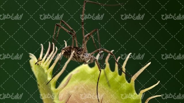 تصویر با کیفیت حشره همراه با حیوان و گل طبیعی