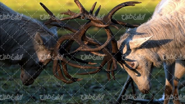 تصویر با کیفیت گوزن همراه با مبازه حیوانات  و بز کوهی