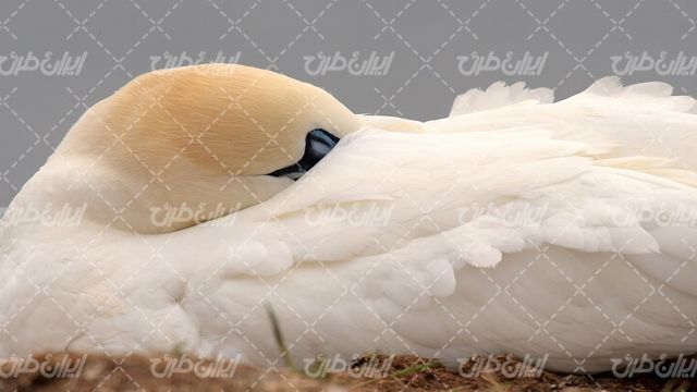 تصویر با کیفیت پرنده همراه با حیوان و پرهای سفید