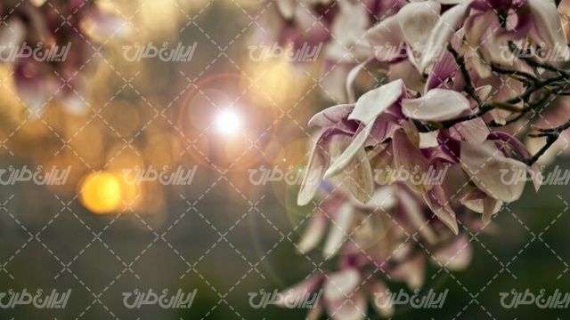 تصویر با کیفیت پس زمینه همراه با تصویر زمینه و بک گراند