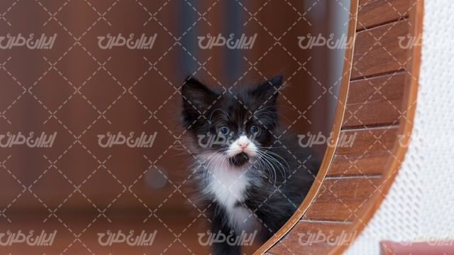 تصویر با کیفیت گربه خانگی همراه با حیوان خانگی و پت