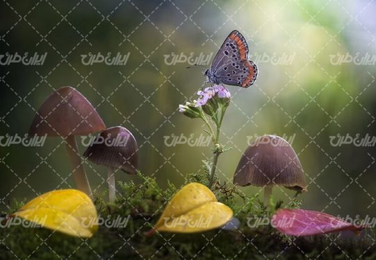 تصویر با کیفیت منظره زیبای فصل بهار همراه با قارچ و پروانه
