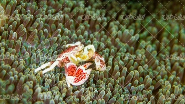 تصویر با کیفیت بکگراند همراه با پس زمینه و تصویر زمینه