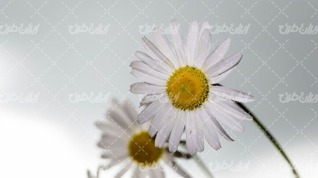 تصویر با کیفیت گل طبیعی همراه با گل زیبا و گل بهاری