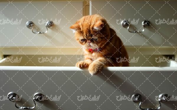 تصویر با کیفیت حیوان خانگی همراه با گربه خانگی و پت