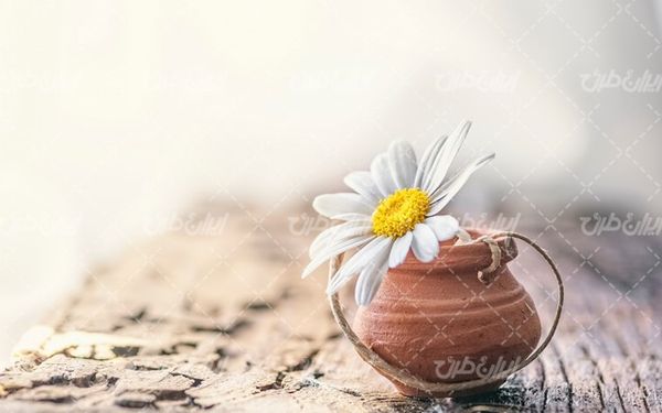 تصویر با کیفیت گلدان سفالی همراه با گل طبیعی و شاخه گل