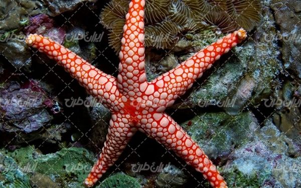 تصویر با کیفیت چشم انداز زیبای زیر دریا همراه با ستاره دریایی