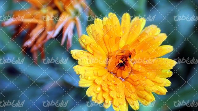 تصویر با کیفیت گل زرد همراه با گل طبیعی و شکوفه زرد رنگ گل