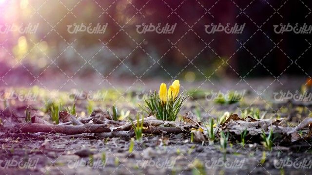 تصویر با کیفیت گل زیبا همراه با بهار و فصل بهار
