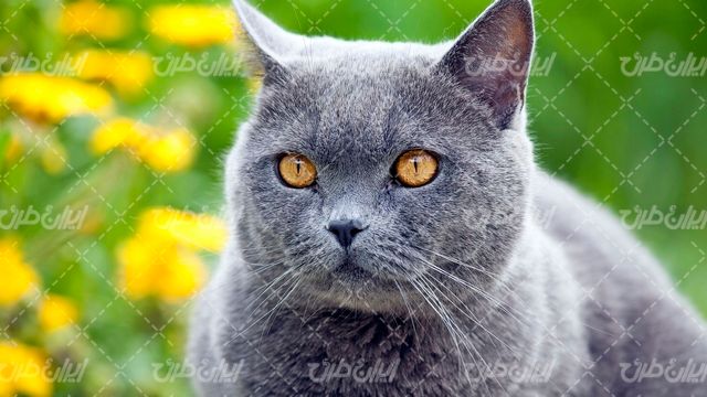 تصویر با کیفیت گربه همراه با حیوان خانگی و گربه خانگی