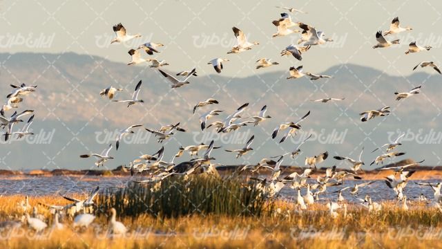 تصویر با کیفیت دسته پرندگان همراه با دریاچه و چشم انداز