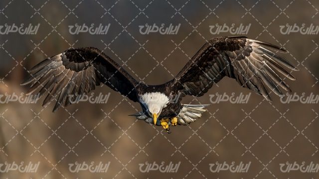 تصویر با کیفیت عقاب همراه با پرنده شکاری و پرنده عظیم الجثه