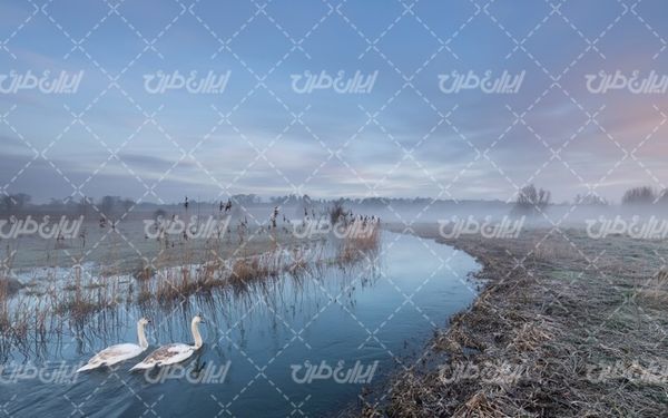 تصویر با کیفیت رودخانه همراه با چشم انداز زیبای شنای مرغ آبی
