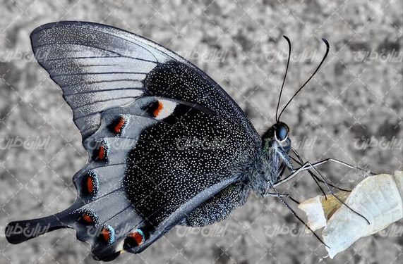 تصویر با کیفیت پروانه زیبا همراه با حشره و حشرات