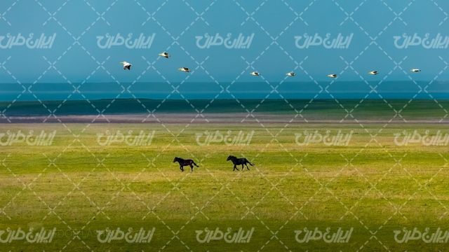 تصویر با کیفیت چشم انداز همراه با اسب وحشی و طبیعت زیبا