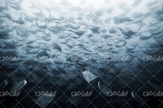 تصویر با کیفیت پس زمینه چوبی همراه با تصویر زمینه و بک گراند