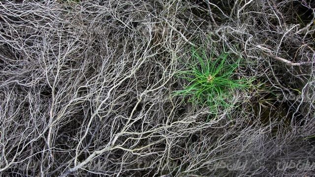 تصویر با کیفیت پس زمینه همراه با تصویر زمینه و بک گراند