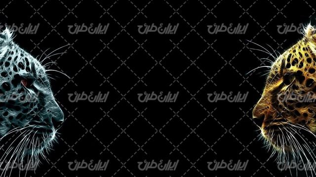 تصویر با کیفیت پلنگ همراه با تصویر زمینه و بک گراند