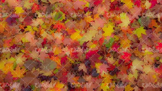 تصویر با کیفیت پس زمینه همراه با تصویر زمینه و بک گراند