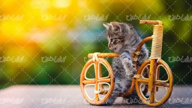 تصویر با کیفیت ماکت دوچرخه همراه با گربه و حیوان خانگی
