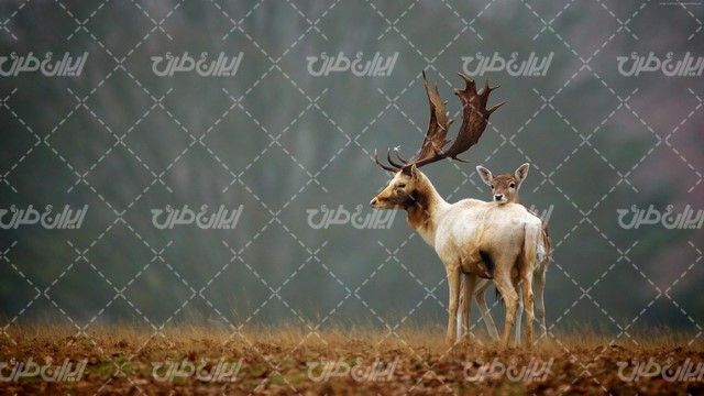 تصویر با کیفیت گوزن همراه با حیات وحش و باغ وحش