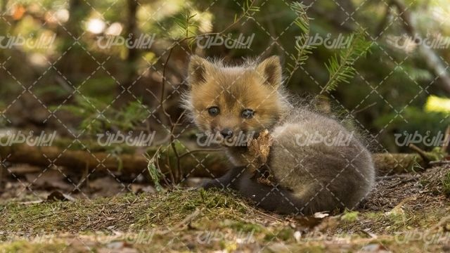 تصویر با کیفیت حیوان همراه با جنگل و توله گرگ