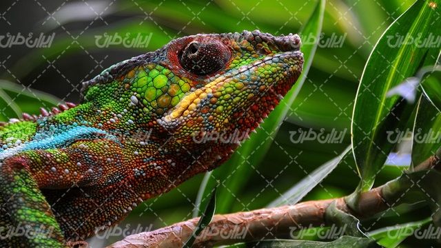 تصویر با کیفیت بچه آهو همراه با حیات وحش و حیوان