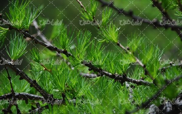 تصویر با کیفیت شاخه درخت همراه با درخت و برگ سوزنی درخت