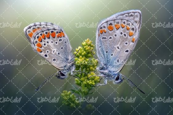 تصویر با کیفیت منظره زیبای همراه با پروانه زیبا و گیاه