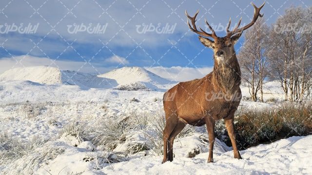 تصویر با کیفیت گوزن همراه با منظره زیبای فصل زمستان و برف