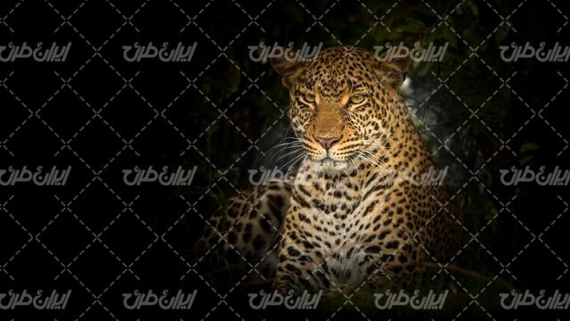 تصویر با کیفیت پلنگ همراه با حیوان وحشی و باغ وحش