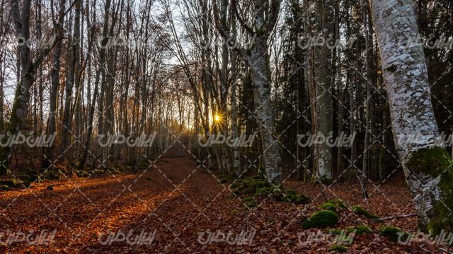 تصویر با کیفیت چشم انداز جنگل همراه با منظره غروب آفتاب و برگ پاییزی