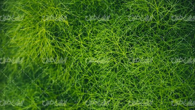 تصویر با کیفیت گیاه همراه با تصویر زمینه و والپیپر