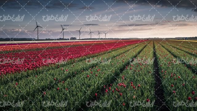 تصویر با کیفیت منظره زیبای مزرعه پرورش گل همراه با توربین بادی و کشاورزی
