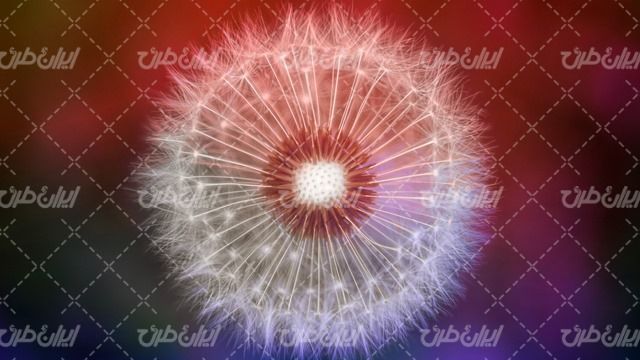 تصویر با کیفیت گل و قاصدک همراه با تصویر زمینه و والپیپر